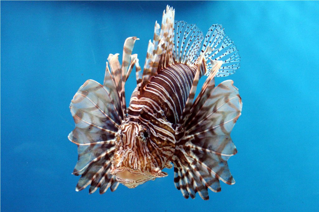 Lion Fish